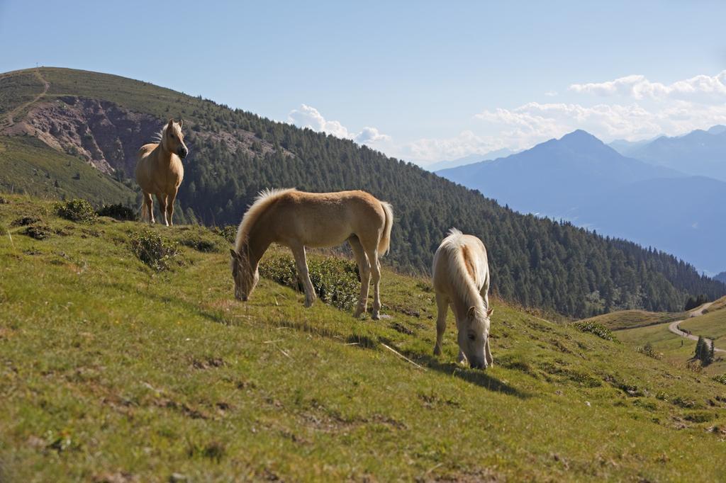 Chalet Hafling Leckplatt Esterno foto